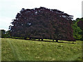 Copper Beeches, Tring Park in HP23 6DY