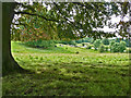 Tring Park - View from under the Copper Beeches in HP23 6DY