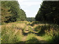 Track through Ten Acre Plantation in IP22 2SH