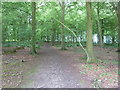 Bridleway on the southern edge of Friston Forest in BN25 4AN