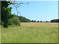 Windsor Great Park in SL4 2HJ