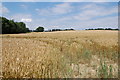 Ripening Crops, near Halden Place in TN17 4JG