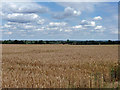 View over a wheat field in CM4 0PY