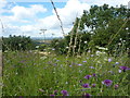 Wild flower meadow and view west from Clowne in S43 4LQ