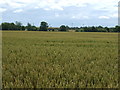 Crop field near Brunswick Village in Brunswick