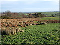 Field near Woodhead in NE65 7XS