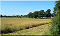 2012 : Ripening wheat west of Alderton Road in SN14 6AN