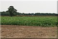 Potatoes in the field in IP11 0SE
