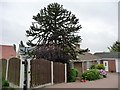 Monkey puzzle tree, South Kirkby Common in WF9 3EH