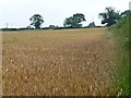 Southern edge of large wheatfield in WF9 4FH