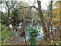Pond glimpsed through vegetation, Halt Farm near Caerphilly in Van Community