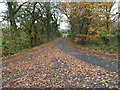 Dead leaves on the road to Gwern-y-domen near Caerphilly in Van Community