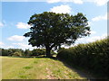 Oak tree by the John Bunyan Trail in SG17 5DR