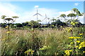Giant Hogweed at West Pitkerro Industrial Estate, Dundee with the Michelin Tyre Plant Wind Turbines in the Background in DD5 3RT