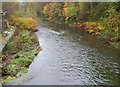 Rhondda Fawr downstream from Tyisaf Road bridge, Gelli in CF41 7NE
