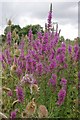 Teasles & Purple Loosetrife in CM8 3LG