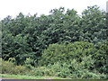 Woodland off Cliffe Hill Road in LE67 9TS