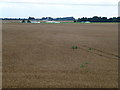 Airfield and wheatfield, Crowland, Lincolnshire in PE6 0JW