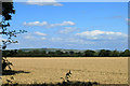 2012 : Wheatfield from the A342 in SN10 3FX