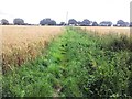 Footpath through wheat fields, Drinkstone in IP30 9TR