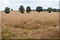 Oak trees and oilseed rape in HR8 1HH