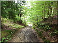 Woodland path descending Smether's Tump in GL17 9DL