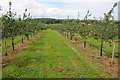 Apple orchard, Canon Frome in HR8 2TA