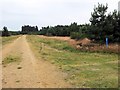 Sandy track through Brandon Country Park in IP27 0NZ