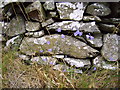 Harebells by stone dyke at Torrs Warren in DG9 8QA