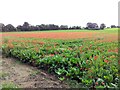 Field of poppies growing with the sugar beet in IP30 9UP