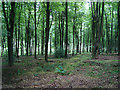 Beech woodland - High Wood in GU34 5LQ