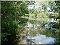 Lily pond in the wood called Tile Hurst in BN27 3FZ
