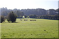 Cows in Field near Smallends Farm in Donnington