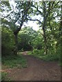 Bridleway in Borthwood Copse in PO36 0NY