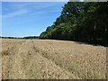 Wheatfield next to Barmer Common Plantation in Bircham with Rudhams Ward