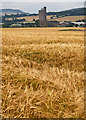 Barley field near Rumgally Mains in KY15 5SY