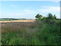 Wheat and fields to the south of the Upper Farmcote trig in WV15 5PS