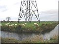 Sheep grazing under a pylon near Richborough Farm. in CT13 9JH