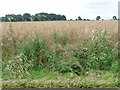 Nettles at the edge of an oilseed rape crop in LE15 9FF