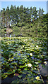 Water Lilies in Rapley Lake in GU19 5PN