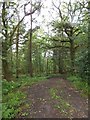 Track into Pittonbrake Plantation in EX6 7DP