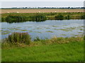 Sheep on the bank of The River Welland in PE6 0HE