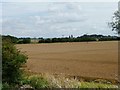 Wheatfield south of Wash Bank in PE6 0JW