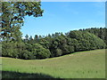 Farmland and woodland at Tecket Dene in NE48 3AX