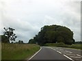 Copse beside A31 south of Almer in DT11 9EW