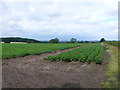 Potato Field in CV23 9HN