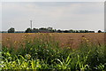 Stoton's bank: corn and wild flowers in PE12 8SD