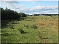 Rough pastures and woodland around Fenwickfield in NE48 3ET