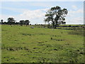 Rough pastures north of Slaterfield Fell in NE48 3ET