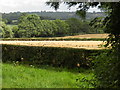Crows foraging in stubble field in DE6 3BY
